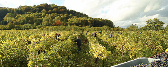 vendange dans les côtes de Meuse